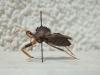 Arilus sp.